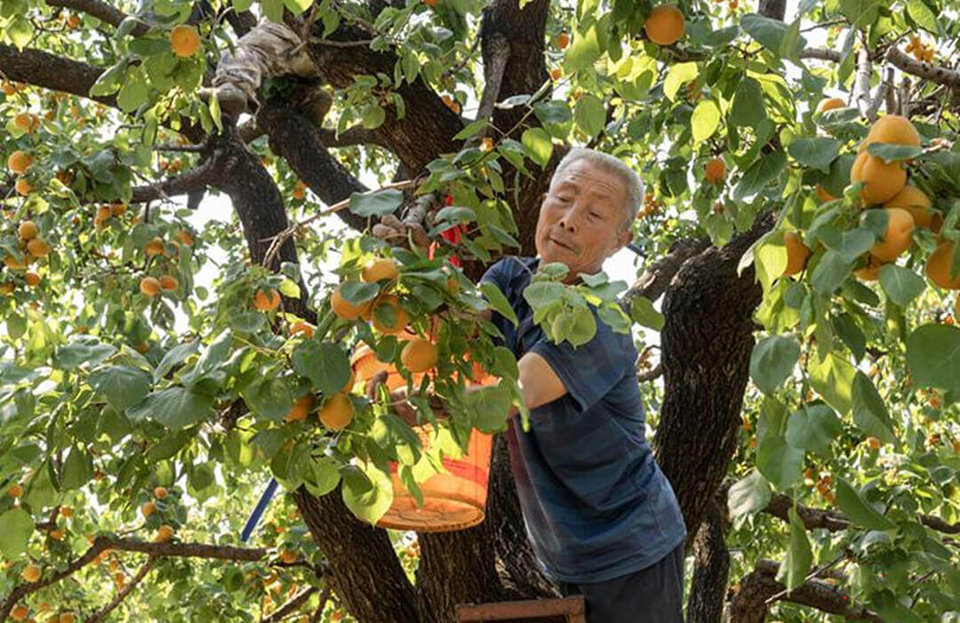 蒙阴旧寨：大洼村310亩黄杏喜获丰收